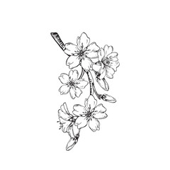 Almond blooming branch vector illustration hand drawn with ink. Flowers and buds. Element for label design
