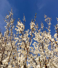 White blossoms on tree branches in sunlight.