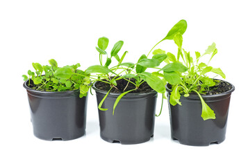 Three pot fresh baby leaf salad lettuce isolated on white background