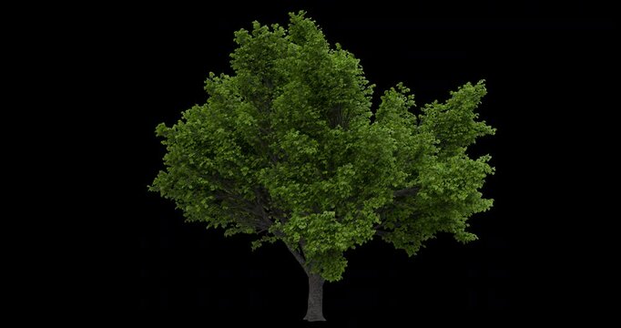 Fagus Sylvatica Tree Moving In The Wind On Alpha Channel	
