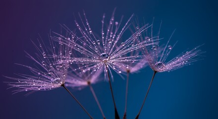 Obraz premium Glistening Dandelion Seed Heads Transformed into Celestial Nebula