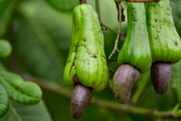 Close-up view of Cashew nut fruit  hanging on tree