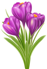 crocuses transparent flower