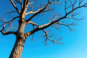Tree trunk and branches against a bright blue sky, peaceful, solitary tree, branches