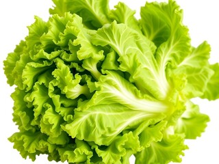Vibrant Fresh Green Leaf Lettuce Close-Up