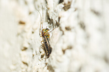 Selective focus on a midge fly