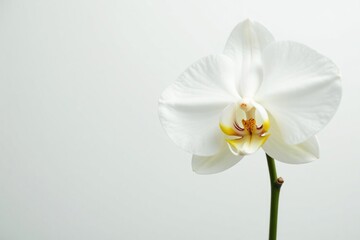 Fototapeta premium Glowing white orchid against pure white backdrop, texture, macro