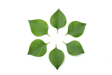 circle of green leaves on a white surface