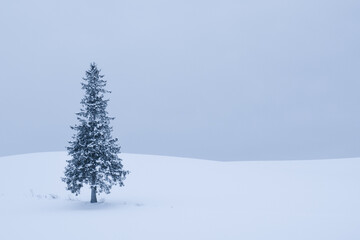 Fototapeta premium 美瑛・クリスマスツリーの木