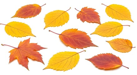 Fototapeta premium Autumn Leaves Collection: Red, Orange, Yellow Foliage Isolated AI Generated