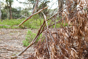 fallen eucalyptus tree branch on fence in australian bushland