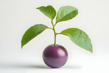 Purple fruit sprout, studio shot, growth
