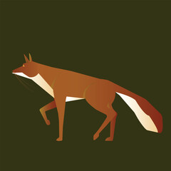 Obraz premium Fox on dark background walking and being watchful.