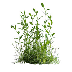 Fototapeta premium A Meadow Plant Isolated on transparent background, png