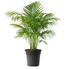 A Majesty Palm Isolated on transparent background, png