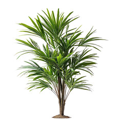 Fototapeta premium A Mediterranean Plant Isolated on transparent background, png