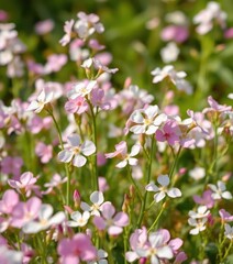 Fototapeta premium Delicate white and pink Bacopa monnieri blossoms in a field, fragrant blooms, beautiful, bloom, natural