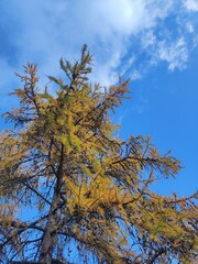 Larch tree with yellow leaves against the background of the blue sky