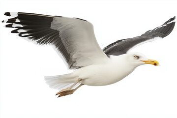 seagull flying gracefully with its wings spread wide against bright white background, showcasing its elegant form and vibrant colors. bird appears to be mid flight, embodying freedom and beauty
