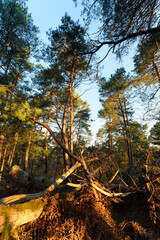 Denecourt path 9 on the Hillside of The Bouligny rock in fontainebleau forest