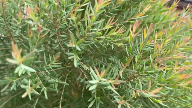 Podocarpus macrophyllus plant sways in strong wind with elongated green leaves in motion
