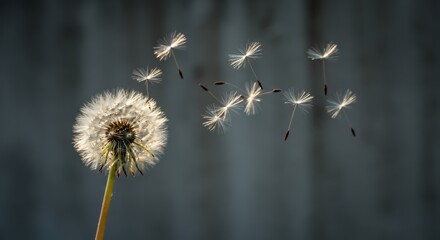 Dandelion Seeds Dispersing in Gentle Breeze Against Gray Background