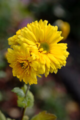 A yellow chrysanthemum flower. A close-up photo of a yellow chrysanthemum. Bouquet of yellow chrysanthemums.