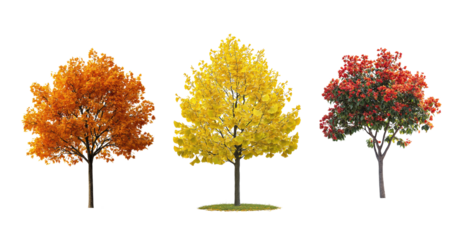 Autumn oak, vibrant ginkgo, and red-leaf tree on transparent background for seasonal design png format