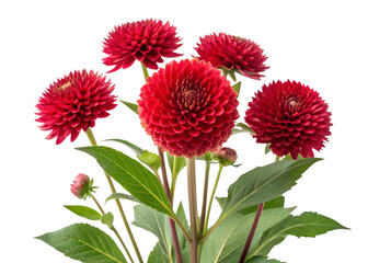Closeup of a Bouquet of Five Dark Red Dahlias with Green Leaves and Buds transparent background Generative AI © Rizia