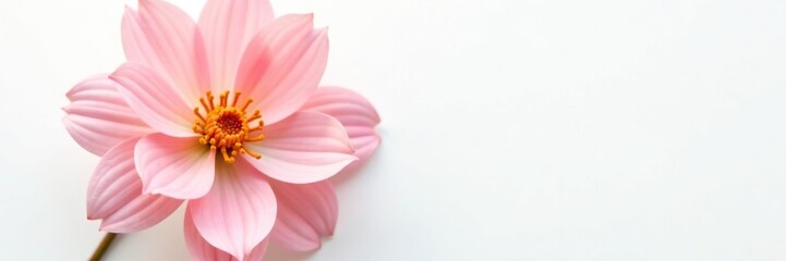 Delicate flower with intricate petals on white background, flower, detail, white