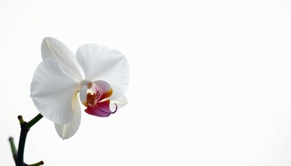 Delicate white orchid blossom against pure white backdrop, delicate, serene