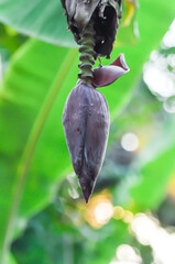 banana seed or banana plant, banana tree or Banana blossom