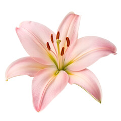 Fototapeta premium A Delicate Pink Lily Flower Isolated on a Gray Background Beautiful Blossom Floral Image transparent background Generative AI
