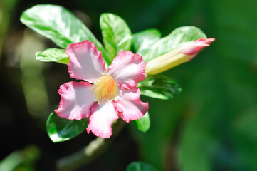 Adenium obesum , Desert rose or Mock Azalea or Pink bignonia or Impala lily or APOCYNACEAE