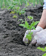 gardener's hands planting a tomato seedling in the vegetable garden