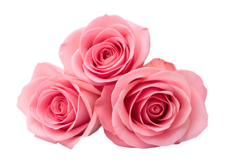 Obraz premium Three Beautiful Pink Roses Close Up Floral Photography Image transparent background Generative AI
