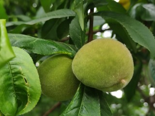 Unripe Peaches on Tree Branch in Pakistan
 * Close-up of Immature Peaches Growing on a Tree
 * Developing Peach Fruits Among Green Leaves
 * Two Young Peaches on a Branch, Natural Setting
 * Green Pea