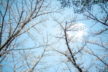 ソメイヨシノと空