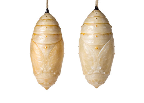 Two Pale Yellow Insect Pupae Hanging Vertically Against Gray Background Detailed Closeup View transparent background Generative AI
