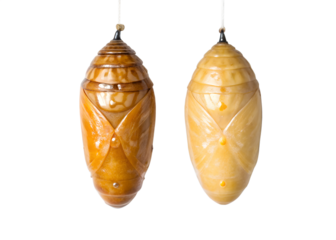 Two insect chrysalises hanging against a gray background showing variations in color and texture transparent background Generative AI