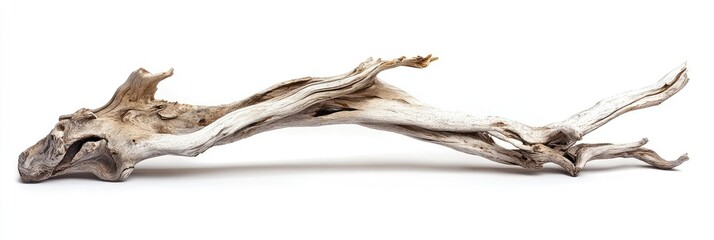 Fototapeta premium Driftwood branch, natural aesthetic