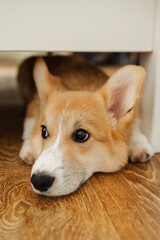 An absolutely adorable Corgi puppy is seen comfortably relaxing under a table, perfectly capturing the playful and curious nature that dogs are wellknown for exhibiting in their daily lives