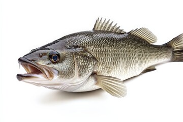 Fototapeta premium A gray fish with its mouth open shown on a white background