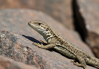Fototapeta premium Lizard basking on rock, close-up wildlife photography, detailed scales, rocky habitat, reptile, eye contact, natural light.