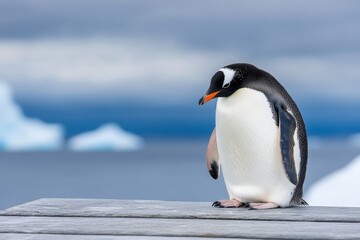 Fototapeta premium A penguin carefully preening its feathers with its beak, standing on a snowy iceberg