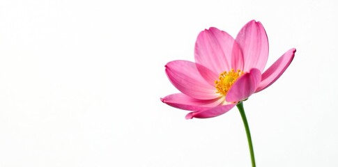 Naklejka premium Delicate flower in full bloom isolated on white, nature, bloom