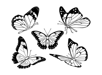 set of vector butterflies 