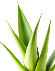 Fototapeta premium A lush, vibrant aloe vera plant isolated against a pure white backdrop, cosmetics, white background