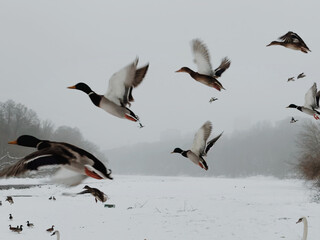 Ducks flying over a snow-covered landscape, with a misty, overcast sky. The birds, with their distinct coloring of green heads and brown bodies, traverse the wintry scene. 