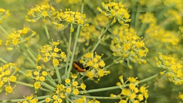 Ladybird Beetle on The Cumin Flowers